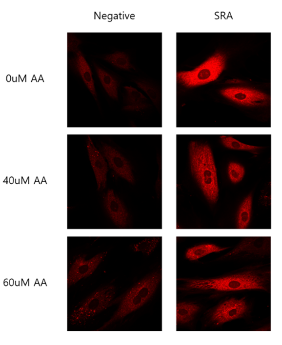 Aktivität der Mitochondrien bei Schallvibrationen